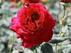 Nostalgie®-Edelrose 'Gospel' ®