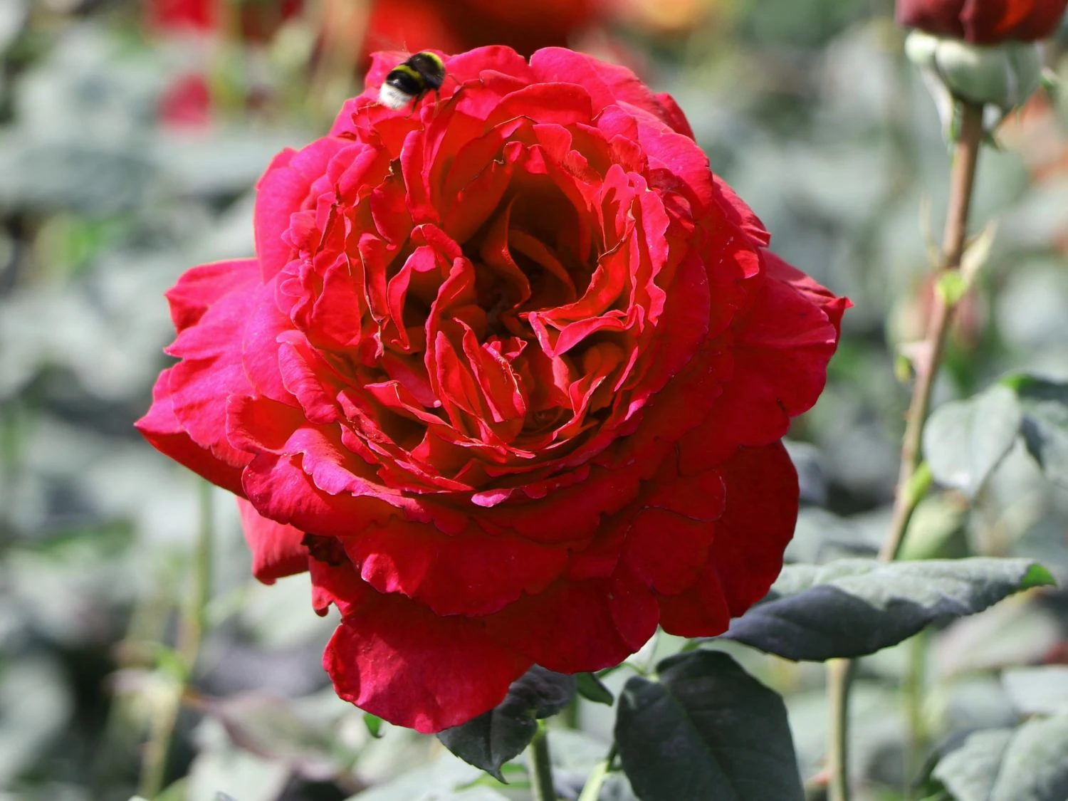 Nostalgie®-Edelrose 'Gospel' ® 1 Nostalgie®-Edelrose 'Gospel' ®