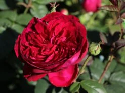 Nostalgie®-Edelrose 'Gospel' ® 19 Nostalgie®-Edelrose 'Gospel' ® -Edelrosen Geschaft nostalgie edelrose gospel m069642 w 0