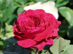 Nostalgie®-Edelrose 'Gospel' ® 16 Nostalgie®-Edelrose 'Gospel' ® -Edelrosen Geschaft nostalgie edelrose gospel m069642 w 1