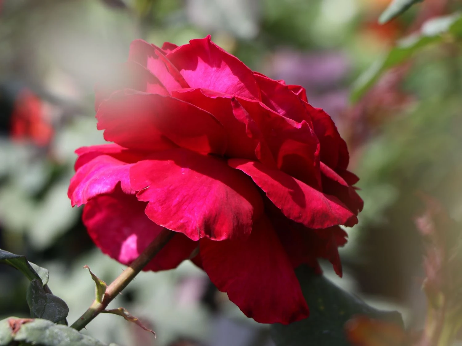 Nostalgie®-Edelrose 'Gospel' ® 8 Nostalgie®-Edelrose 'Gospel' ® – Bild 8