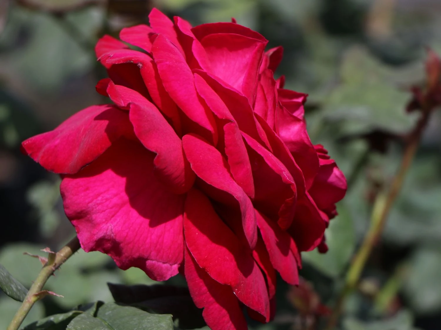 Nostalgie®-Edelrose 'Gospel' ® 2 Nostalgie®-Edelrose 'Gospel' ® – Bild 2