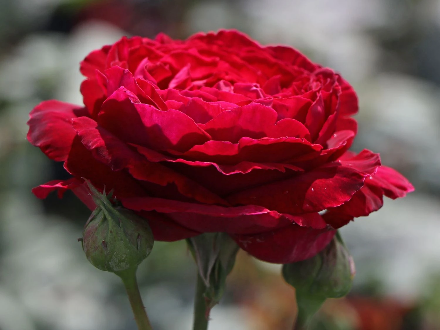 Nostalgie®-Edelrose 'Gospel' ® 7 Nostalgie®-Edelrose 'Gospel' ® – Bild 7