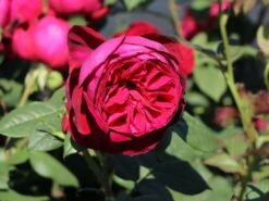 Nostalgie®-Edelrose 'Gospel' ® 13 Nostalgie®-Edelrose 'Gospel' ® -Edelrosen Geschaft nostalgie edelrose gospel m069642 w 6