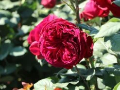 Nostalgie®-Edelrose 'Gospel' ® 21 Nostalgie®-Edelrose 'Gospel' ® -Edelrosen Geschaft nostalgie edelrose gospel m069642 w 7