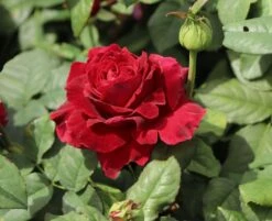 Nostalgie®-Edelrose 'Gospel' ® 14 Nostalgie®-Edelrose 'Gospel' ® -Edelrosen Geschaft nostalgie edelrose gospel m069642 w 8