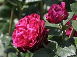 Edelrosen Geschaft -Edelrosen Geschaft nostalgie edelrose marietta m111220 w 0