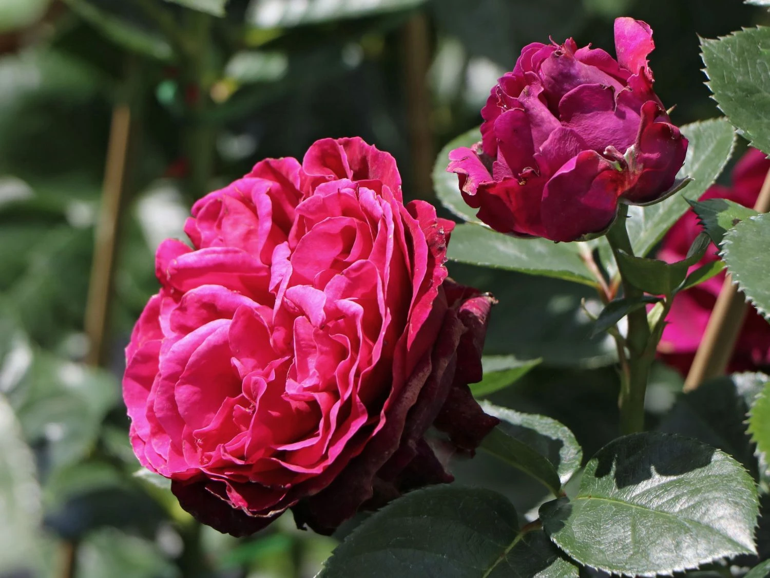 Nostalgie®-Edelrose 'Marietta' ® 2 Nostalgie®-Edelrose 'Marietta' ® – Bild 2