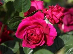 Nostalgie®-Edelrose 'Marietta' ® 7 Nostalgie®-Edelrose 'Marietta' ® -Edelrosen Geschaft nostalgie edelrose marietta m111220 w 1