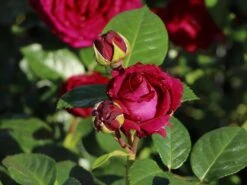 Nostalgie®-Edelrose 'Marietta' ® 9 Nostalgie®-Edelrose 'Marietta' ® -Edelrosen Geschaft nostalgie edelrose marietta m111220 w 2