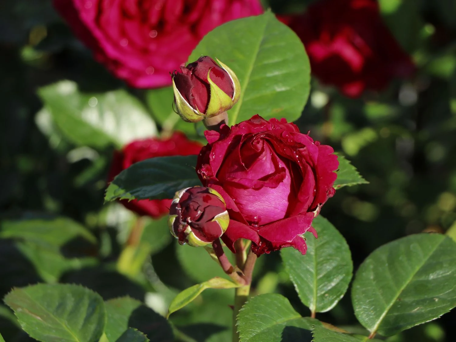 Nostalgie®-Edelrose 'Marietta' ® 5 Nostalgie®-Edelrose 'Marietta' ® – Bild 5