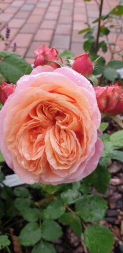 Nostalgie®-Edelrose 'Mary Ann' ® -Edelrosen Geschaft nostalgie edelrose mary ann m056107 401538 0