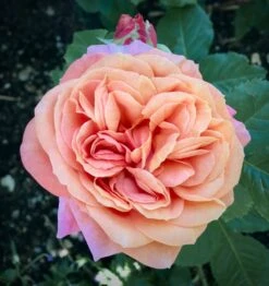 Nostalgie®-Edelrose 'Mary Ann' ® -Edelrosen Geschaft nostalgie edelrose mary ann m056107 631967 0