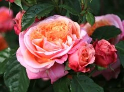 Nostalgie®-Edelrose 'Mary Ann' ® -Edelrosen Geschaft nostalgie edelrose mary ann m056107 w 0