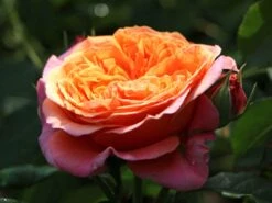 Nostalgie®-Edelrose 'Mary Ann' ® -Edelrosen Geschaft nostalgie edelrose mary ann m056107 w 1