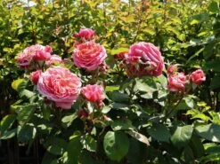 Nostalgie®-Edelrose 'Mary Ann' ® -Edelrosen Geschaft nostalgie edelrose mary ann m056107 w 11
