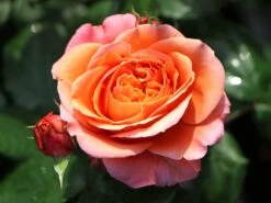 Nostalgie®-Edelrose 'Mary Ann' ® -Edelrosen Geschaft nostalgie edelrose mary ann m056107 w 2