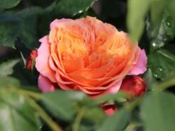 Nostalgie®-Edelrose 'Mary Ann' ® -Edelrosen Geschaft nostalgie edelrose mary ann m056107 w 3