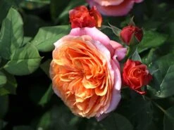 Nostalgie®-Edelrose 'Mary Ann' ® -Edelrosen Geschaft nostalgie edelrose mary ann m056107 w 4