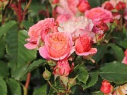 Nostalgie®-Edelrose 'Mary Ann' ® -Edelrosen Geschaft nostalgie edelrose mary ann m056107 w 8