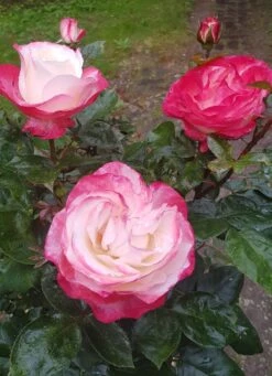 Nostalgie®-Edelrose 'Maxim' ® 21 Nostalgie®-Edelrose 'Maxim' ® -Edelrosen Geschaft nostalgie edelrose maxim m005928 193676 0