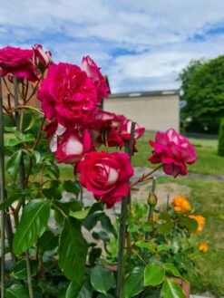 Nostalgie®-Edelrose 'Maxim' ® 20 Nostalgie®-Edelrose 'Maxim' ® -Edelrosen Geschaft nostalgie edelrose maxim m005928 193676 1