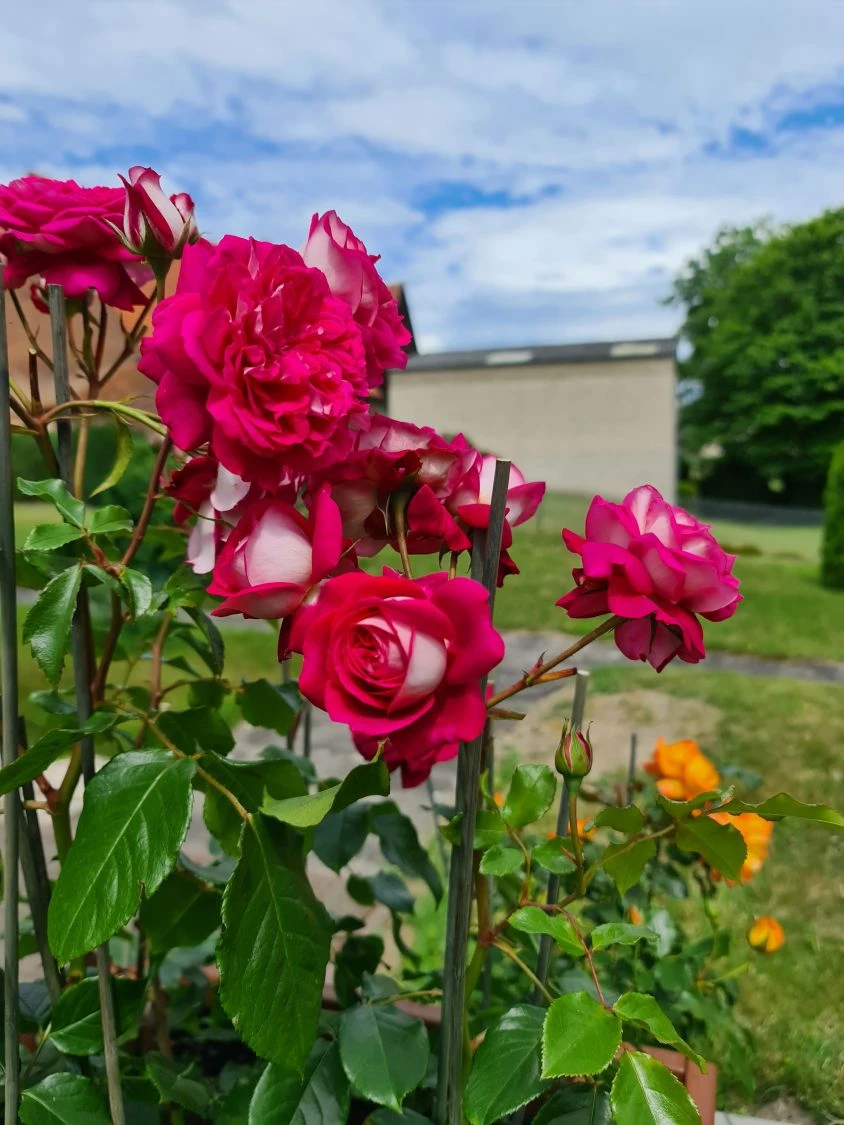 Nostalgie®-Edelrose 'Maxim' ® 10 Nostalgie®-Edelrose 'Maxim' ® – Bild 10