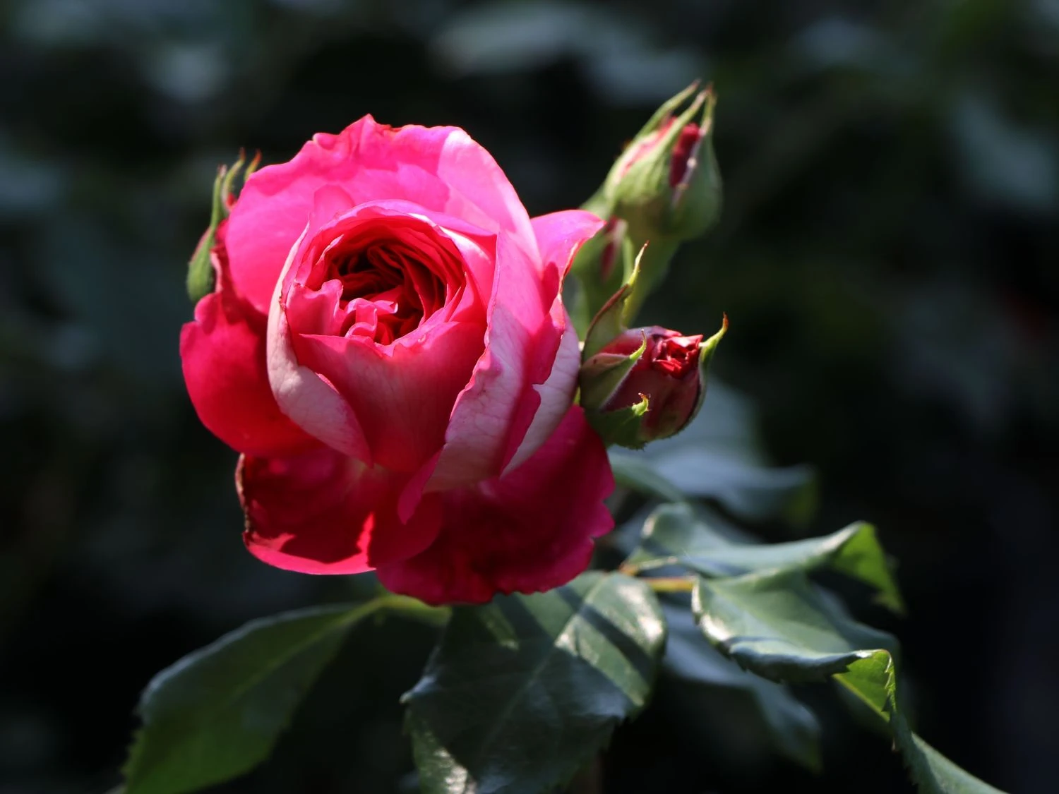 Nostalgie®-Edelrose 'Maxim' ® 4 Nostalgie®-Edelrose 'Maxim' ® – Bild 4