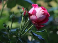 Nostalgie®-Edelrose 'Maxim' ® 18 Nostalgie®-Edelrose 'Maxim' ® -Edelrosen Geschaft nostalgie edelrose maxim m005928 w 2