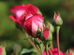 Nostalgie®-Edelrose 'Maxim' ® 13 Nostalgie®-Edelrose 'Maxim' ® -Edelrosen Geschaft nostalgie edelrose maxim m005928 w 3