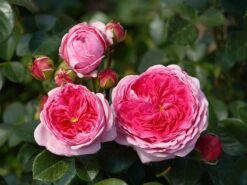 Nostalgie®-Edelrose 'Modern Art' ®