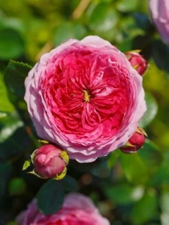 Nostalgie®-Edelrose 'Modern Art' ® -Edelrosen Geschaft nostalgie edelrose modern art m113610 w 0