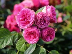 Nostalgie®-Edelrose 'Pink Piano' ®