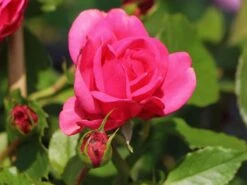 Nostalgie®-Edelrose 'Pink Piano' ® -Edelrosen Geschaft nostalgie edelrose pink piano m056103 w 0