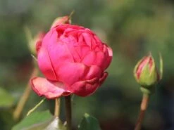 Nostalgie®-Edelrose 'Pink Piano' ® -Edelrosen Geschaft nostalgie edelrose pink piano m056103 w 1