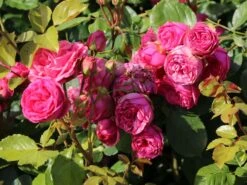 Nostalgie®-Edelrose 'Pink Piano' ® -Edelrosen Geschaft nostalgie edelrose pink piano m056103 w 2