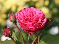 Nostalgie®-Edelrose 'Pink Piano' ® -Edelrosen Geschaft nostalgie edelrose pink piano m056103 w 4