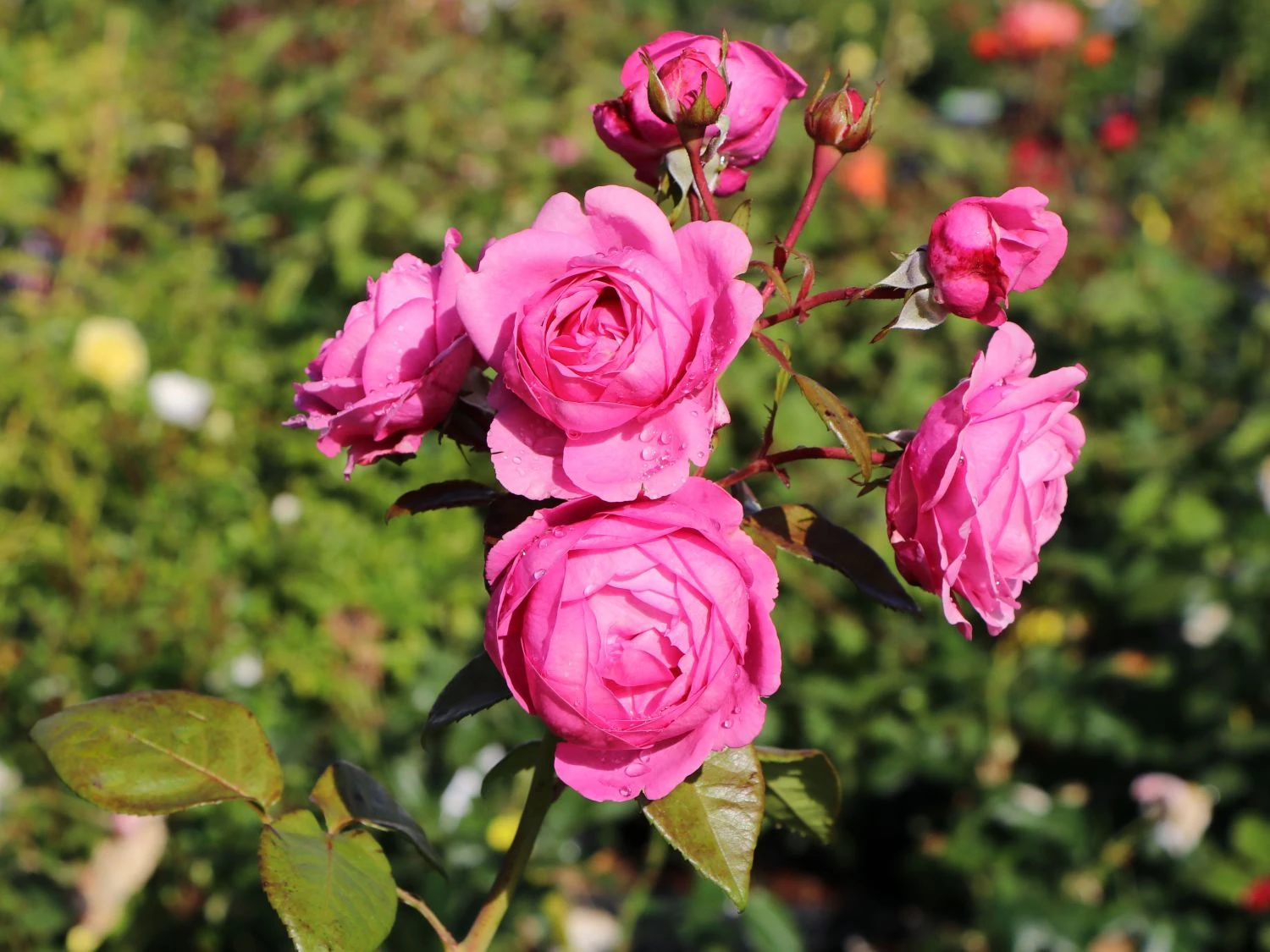 Blütenpracht für jeden Garten: Unsere Top-Empfehlungen für 2025 3 Nostalgie-Edelrose 'Romina'