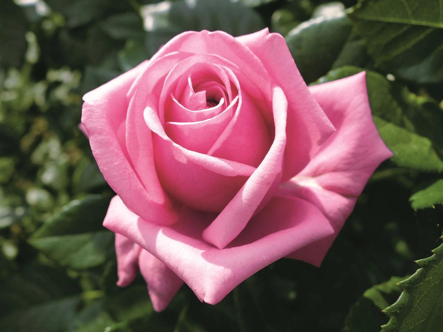 Nostalgie®-Edelrose 'Romina' ® 5 Nostalgie®-Edelrose 'Romina' ® – Bild 5