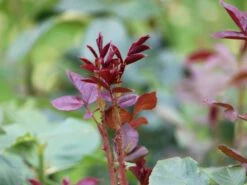 Nostalgie®-Edelrose 'Romina' ® 8 Nostalgie®-Edelrose 'Romina' ® -Edelrosen Geschaft nostalgie edelrose romina m094383 w 1