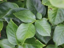 Nostalgie®-Edelrose 'Romina' ® 9 Nostalgie®-Edelrose 'Romina' ® -Edelrosen Geschaft nostalgie edelrose romina m094383 w 2