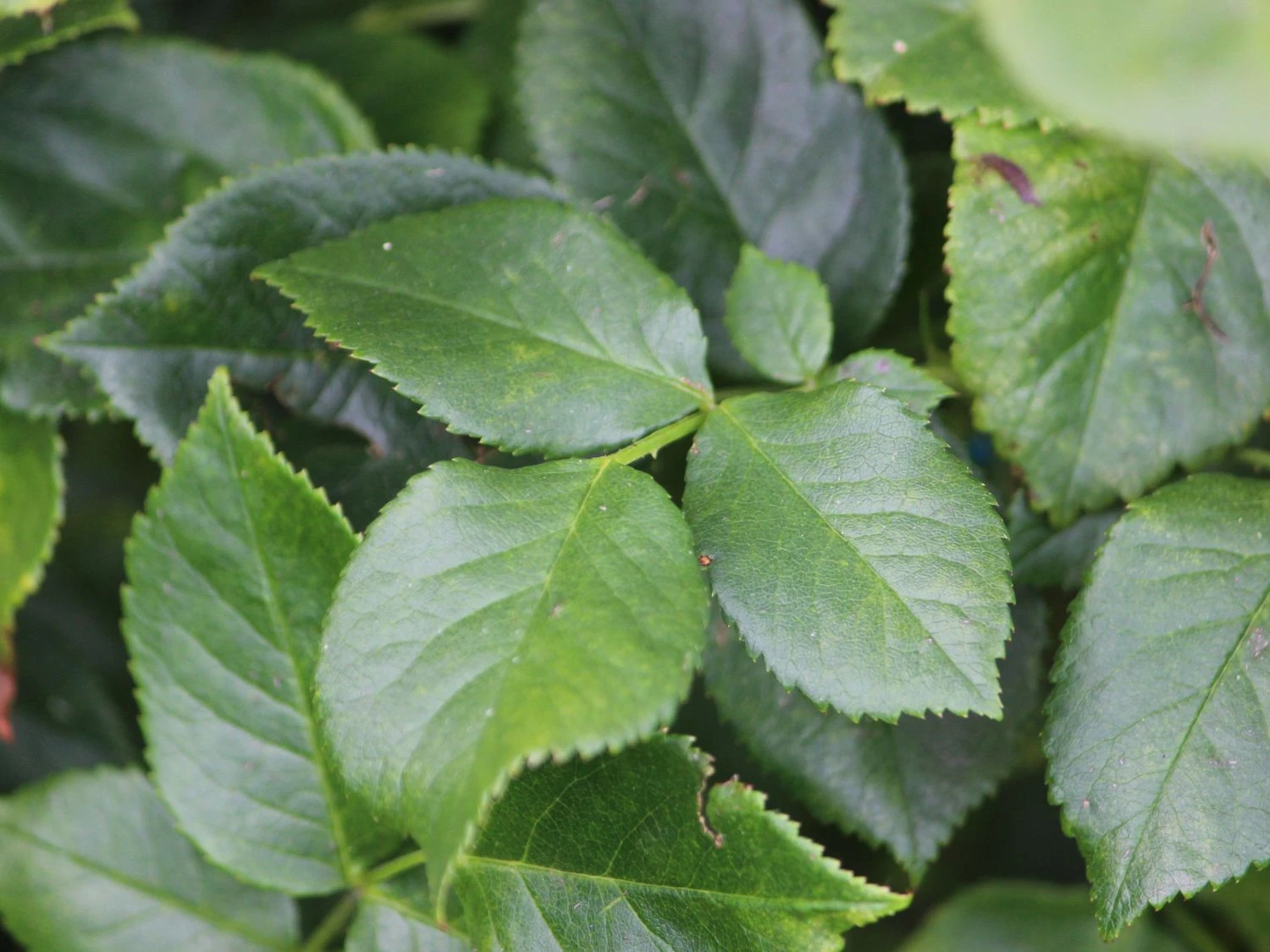 Nostalgie®-Edelrose 'Romina' ® 4 Nostalgie®-Edelrose 'Romina' ® – Bild 4