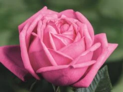 Nostalgie®-Edelrose 'Romina' ® 11 Nostalgie®-Edelrose 'Romina' ® -Edelrosen Geschaft nostalgie edelrose romina m094383 w 3