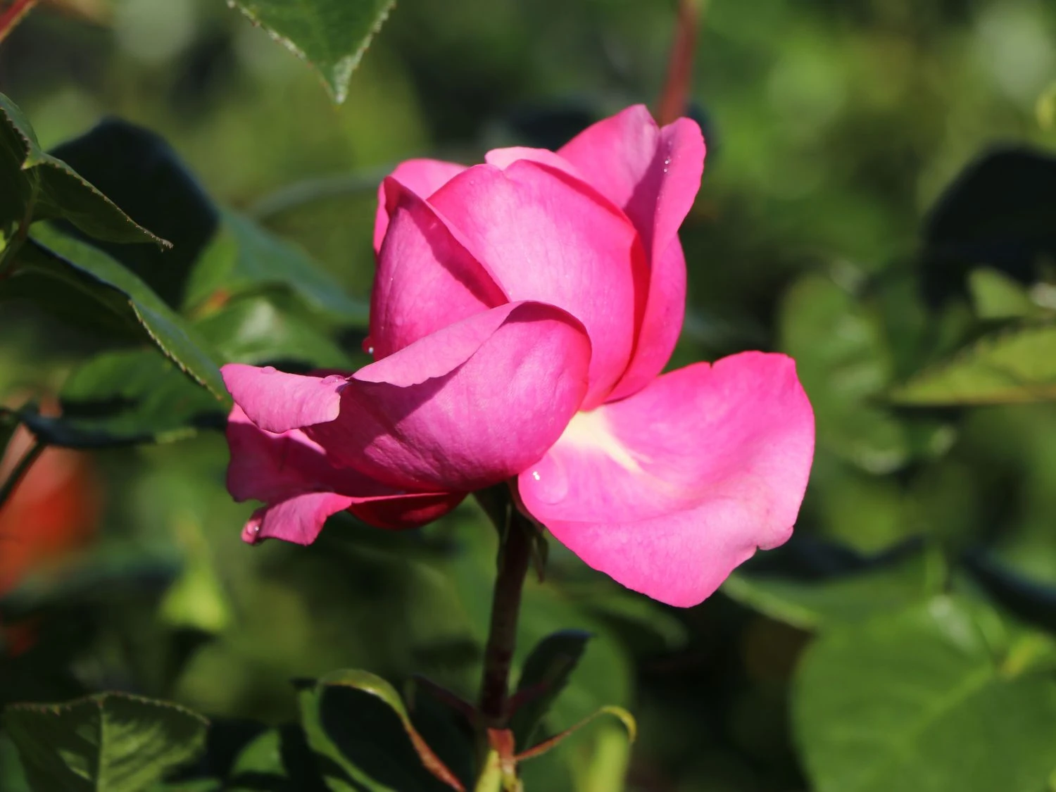 Nostalgie®-Edelrose 'Romina' ® 2 Nostalgie®-Edelrose 'Romina' ® – Bild 2