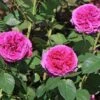 Nostalgie®-Edelrose 'Sophie Luise' ®