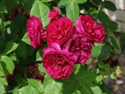 Nostalgie®-Edelrose 'Sophie Luise' ® -Edelrosen Geschaft nostalgie edelrose sophie luise m113609 w 0