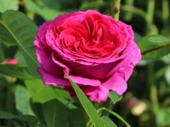 Nostalgie®-Edelrose 'Sophie Luise' ® -Edelrosen Geschaft nostalgie edelrose sophie luise m113609 w 1