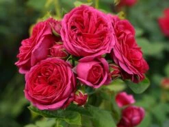 Nostalgie®-Edelrose 'Sophie Luise' ® -Edelrosen Geschaft nostalgie edelrose sophie luise m113609 w 2