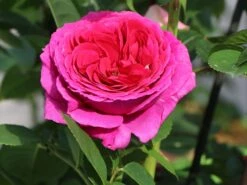 Nostalgie®-Edelrose 'Sophie Luise' ® -Edelrosen Geschaft nostalgie edelrose sophie luise m113609 w 3