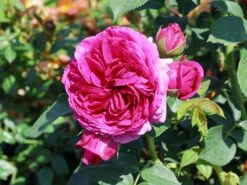 Nostalgie®-Edelrose 'Sophie Luise' ® -Edelrosen Geschaft nostalgie edelrose sophie luise m113609 w 5